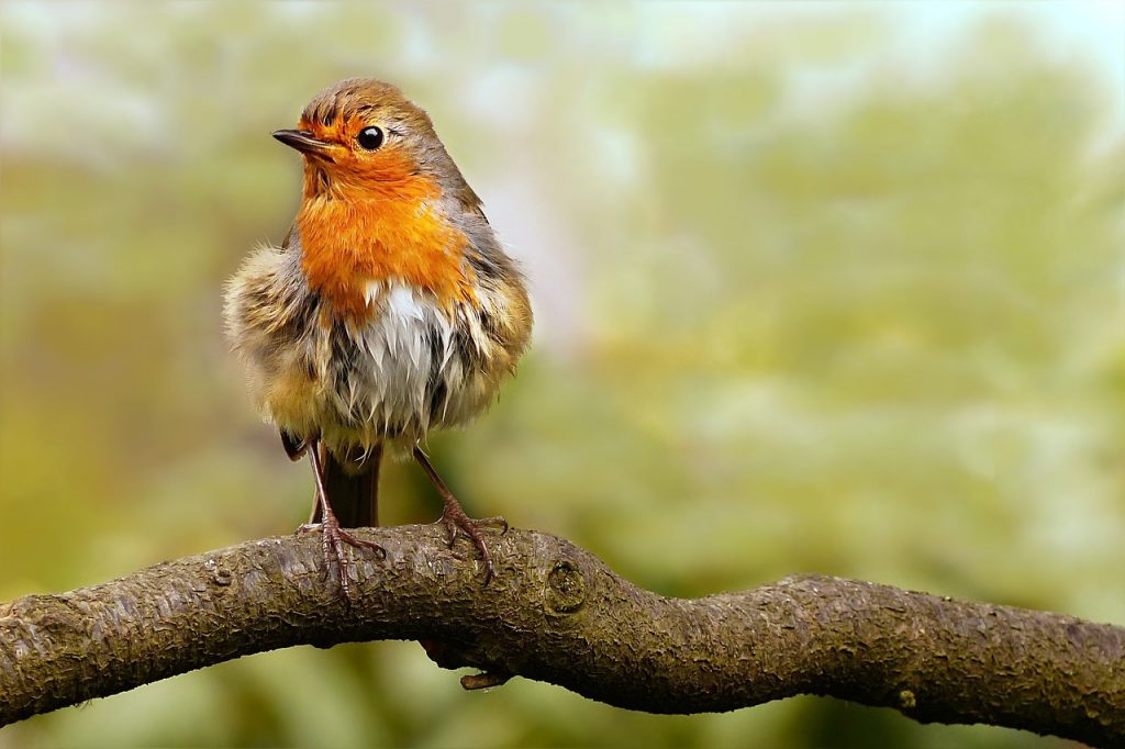 robin, bird, perched-4638598.jpg