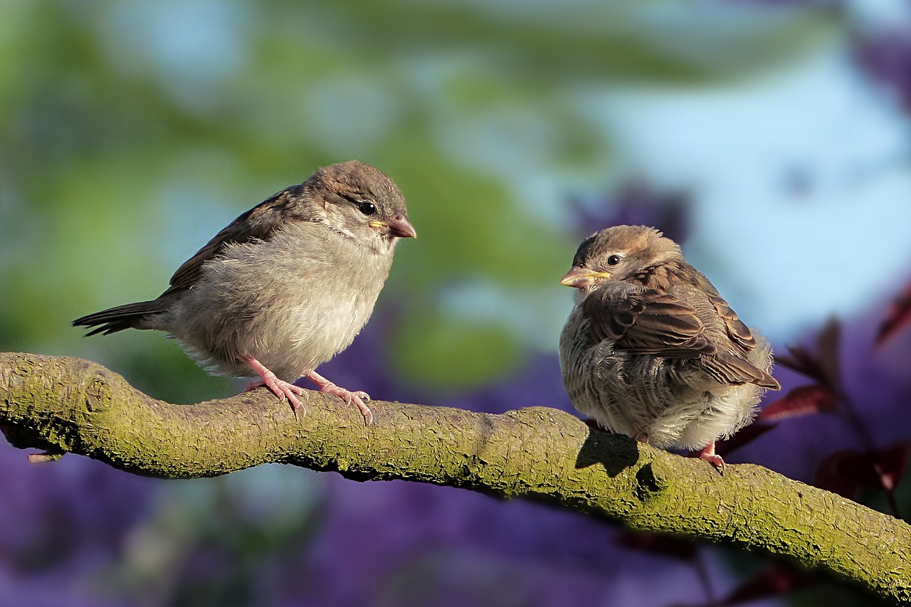 sparrows, birds, perched-3434123.jpg